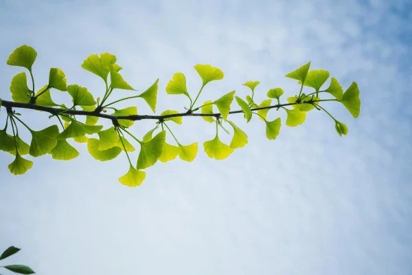 mehmet-talha-onuk-6FbdoShcviE-unsplash